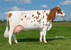 Suzan 515 (dam of Saturnus) owner: F.G.A. vd Heijden, Oost, West en Middelbeers