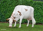 Nellie 80 (dam of Harm) owner: Melkveebedrijf Harbers, Oost-, West- en Middelbeers