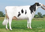 Delta Snits  (dam of Sturdy) owner: K.A.F.M. & L.P.J. Nooijen-Maas, Coevorden