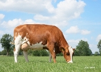 Dikkie 200 (s. Koen, 2rd calver)  owner: Mts H.J. & A.J. ten Damme, Winterswijk Meddo