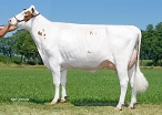 Delta Warber  (moeder Wingstar-Red) eig: Barendonk Holsteins, Beers (NB)