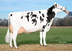 Delta Dagne Rf ( 3rd dam of Denim) owner: Barendonk Holsteins VOF, Beers