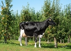 Louise 542 (2dn calver, s. Finder) owner: Mts Spithoven, Werkhoven