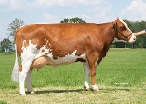 Dikkie 200, dam of Freek with over 4% protein