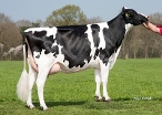 Weelder Esmonique 38 (3rd dam of Endless) owner: Maatschap v.d. Kamp, Putten