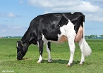 Delta Shine P (dam of Shape PP) owner: Midwolder Melkvee, Midwolda