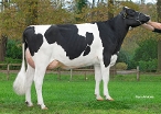 Cristy 3  (s. Rodeo) owner: H.J.A. Voskuilen, Hoogland