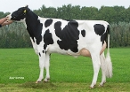 Delta Stajanke      (granddam of Seeder PP) owner:  A.J.E. Vernooij, Schalkwijk