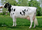 Elagaaster Janke 264  (3rd dam of Seeder PP) owner: S. van Berkum, Elahuizen