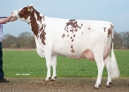 Dn Driehoek Delta Teuntje (3rd dam of Truman) owner.: Barendonk Holsteins Vof, Beers Nb