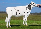 Hedra Delta Jonka (granddam of Jawline PP) owner: CRV BV, Arnhem