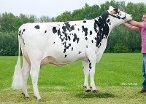 Delta Jarima (3rd dam of Jawline PP) owner: A.J.E. Vernooij, Schalkwijk