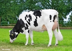 Horst Delta Jimke P ( dam of Fond PP) owner: Mts. van Middelaar, Sterksel