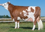 Lamore (s.Watt)  dam of Worldcup,  owner: Schürer-Hammon GbR, Oettingen