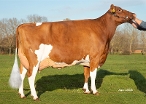 Delta Jill  (grootmoeder Jabido-Red) eig.: De Cock LV, Sint-Laureins (B)