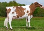 Caudumer Lol 292 ( granddam of Lifesaver) owner: Mts. S.H. & T. Haytema-de Groot, Koudum