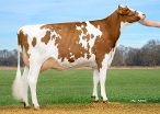 Josiene (dam of Jacko PP-Red) owner: Barendonk Holsteins VOF, Beers Nb