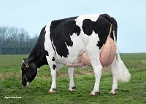 Delta Thilda (granddam of Truman, 3rd calver) owner: Melkveebedrijf van Berkum, Elahuizen