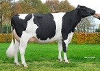 Delta Tracy (dam of Tornado) owner: K.A.F.M. & L.P.J. Nooijen-Maas, Coevorden