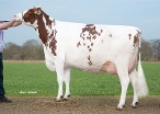 Dn Driehoek Delta Teuntje (3rd dam of Tornedo) owner: Barendonk Holsteins Vof, Beers Nb