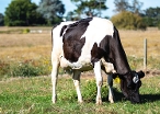 CRV Ambreed Herd Solutions