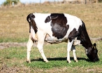 CRV Ambreed Herd Solutions