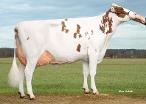 BE013715617 (s.Rody, 2dn calver) owner: Peeters Groep Lv, Geel (België)