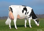 Dellia 25 (s. Hotline, 2nd calver) owner: K.A.F.M. & L.P.J. Nooijen-Maas, Coevorden