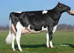 Rietje ( s. Hotline, 2nd calver)  owner: K.A.F.M. & L.P.J. Nooijen-Maas, Coevorden