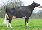 VDR Sandra 2 (granddam of Sandman) owner: H.J. van de Riet, Markelo