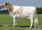 Gonda 306 (granddam of Kay) owner: Mts. H.J. & A.J. ten Damme, Winterswijk Meddo