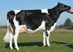 Rietje 1 (s. Ranger, 2nd calver) owner: K.A.F.M. & L.P.J. Nooijen-Maas, Coevorden