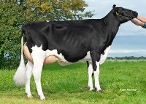 VBL Menta 420  (dam of Mento) owner: Mts. van Blokland, Biddinghuizen