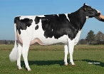 Skalsumer Pietje 1090 (half sister Pilates) owner: K.A.F.M. & L.P.J. Nooijen-Maas, Coevorden