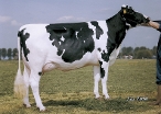 Veneriete Webster Sherry (6th dam of Sandman) owner: Veneriete Holsteins, Kampen