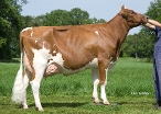 Judith 22 (granddam of Jim P) owner: J.G.Nijenhuis, Markelo