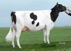 Caudumer Lol 371 (granddam of Luanch PP) owner: Mts. S.H. & T. Haytema-de Groot, Koudum