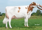 Delta Ruby  (dam of Resistor-Red) owner: K.A.F.M. & L.P.J. Nooijen-Maas, Coevorden