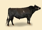 CRV Ambreed Herd Solutions 2021