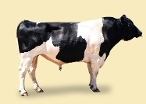 CRV Ambreed Herd Solutions 2021