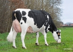 Delta Wolda  (dam of Wirdum, 2nd calver) owner: Melkveehouderij Van Gastel, Nispen