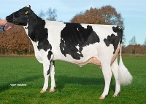 Double W Ricky 9  (dam of Rotary) owner: VOF Booij-Ottens, Benneveld