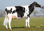 Peeldijker Liesje 1328  (Full sister mother Limbic) owner.: Priems VOF, De Mortel