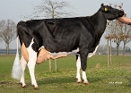 Els 26 (s.Lucifer, 3rd calver) owner: VOF Leisink,  Panningen