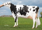 Meadowholsteins Delta Estee (2dn calver, s. Finder) owner: Mts J. Boschloo & M.J.M. Pelgrom, Steenderen