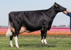 VVH Topgear Loraine (3e kalfs, volle zus Lustrum) eig.: Van Veelen Holsteins, Biddinghuizen