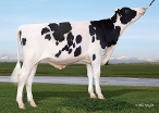 Level_Plain Offside
sire: Peak Altalawson