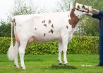 Wilskracht Warsi 1110 (s. Goal, full sister Wahero-Red)) owner: Abbink Melkveehouderij VOF, Vriezenveen