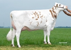 Hoanster Delta Jolina (dam of Jawline PP Red) owner: K.A.F.M. & L.P.J. Nooijen-Maas, Coevorden