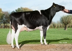 Delta Monique (granddam of Mauro Red) ownder: A.J.E. Vernooij, Schalkwijk